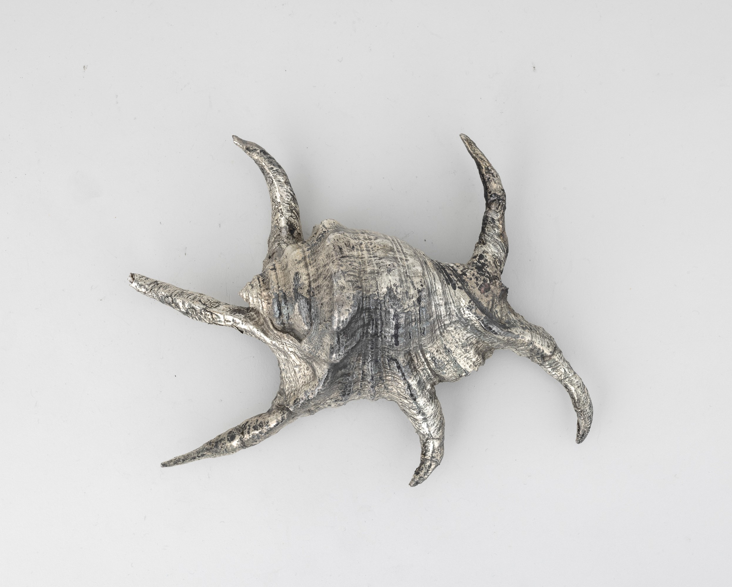 Mario Buccellati (etichetta), Conchiglia rivestita in argento, Italia, XX-XXI secolo