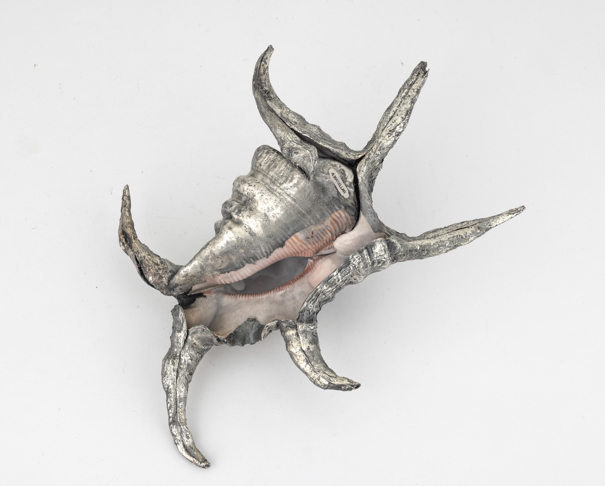 Mario Buccellati (etichetta), Conchiglia rivestita in argento, Italia, XX-XXI secolo