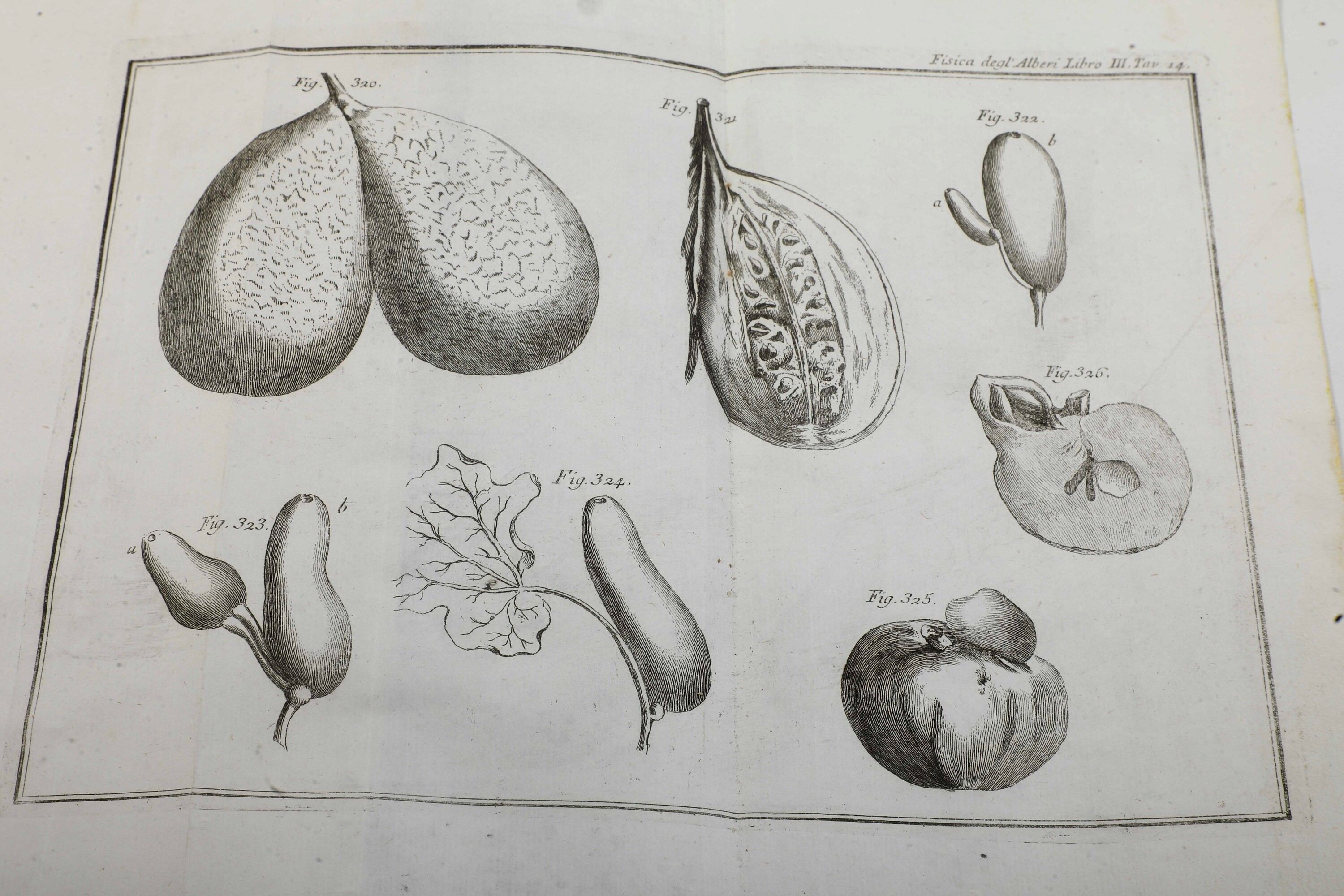Duhamel de Monceau, La fisica degli alberi, in Venezia, stamperia di Carlo Palese, 1774
