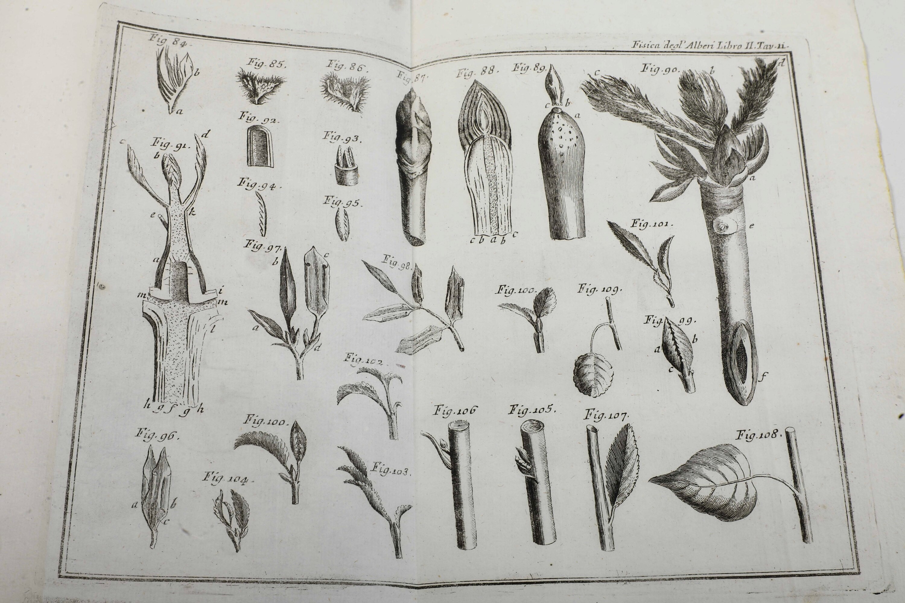Duhamel de Monceau, La fisica degli alberi, in Venezia, stamperia di Carlo Palese, 1774