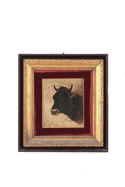 Testa di Toro