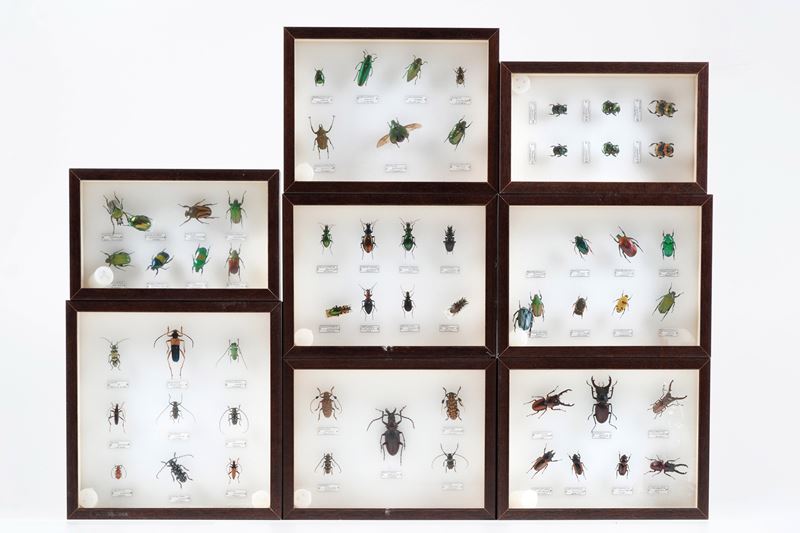 Lotto di 8 teche con coleotteri  - Auction Antiquariato - Cambi Casa d'Aste
