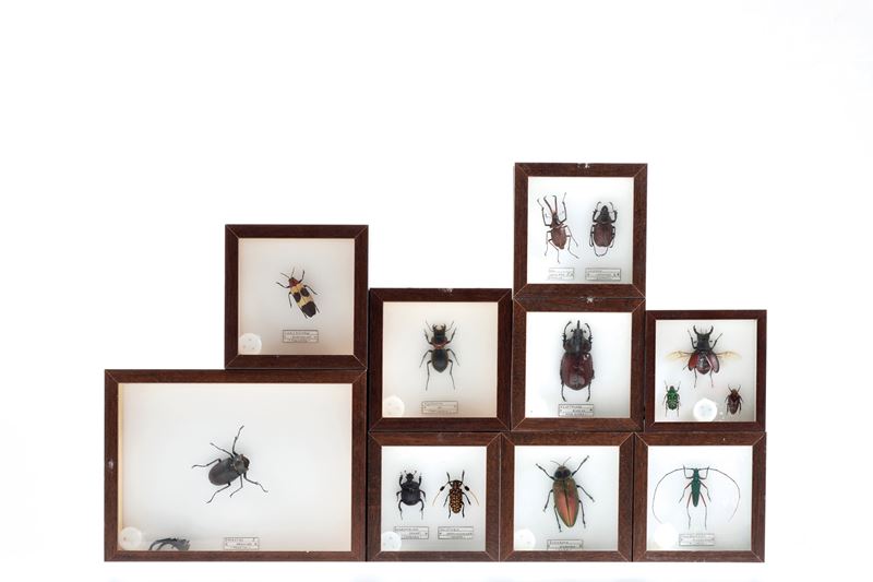 Lotto di 9 teche con coleotteri  - Auction Antiquariato - Cambi Casa d'Aste