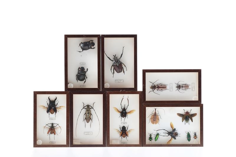 Lotto di 7 teche con coleotteri  - Auction Antiquariato - Cambi Casa d'Aste