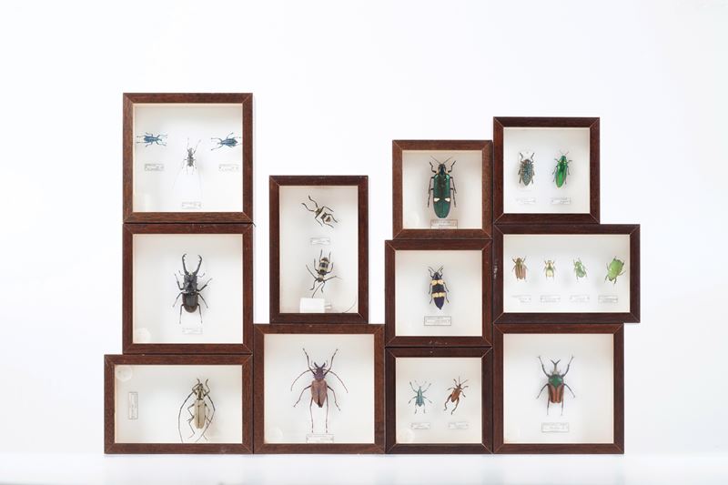 Lotto di 11 teche con coleotteri  - Auction Antiquariato - Cambi Casa d'Aste