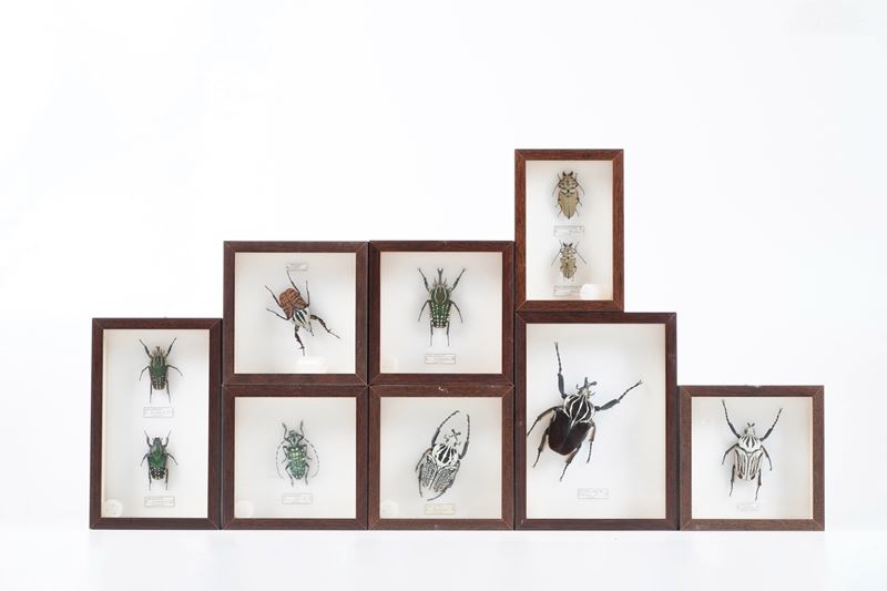 Lotto di 8 teche con coleotteri  - Auction Antiquariato - Cambi Casa d'Aste