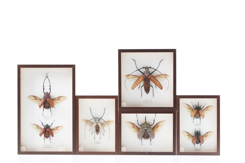 Lotto di 5 grandi teche con coleotteri  - Auction Antiquariato - Cambi Casa d'Aste