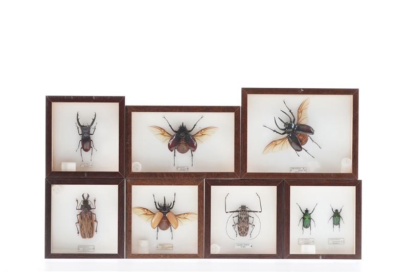Lotto di 7 teche con coleotteri  - Auction Antiquariato - Cambi Casa d'Aste