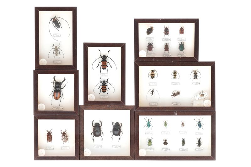 Lotto di 8 teche con coleotteri  - Auction Antiquariato - Cambi Casa d'Aste