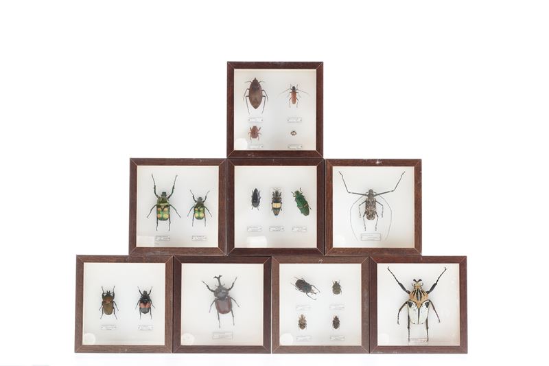 Lotto di 8 teche con coleotteri  - Auction Antiquariato - Cambi Casa d'Aste