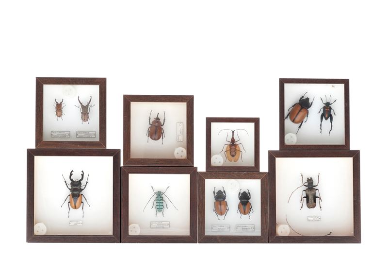 Lotto di 8 teche con coleotteri  - Auction Antiquariato - Cambi Casa d'Aste