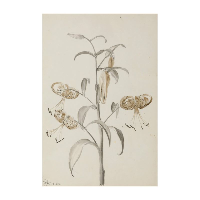 Jean Marc Winckler (1952-2019) Studio botanico.  - Acquerello su carta - Asta Antiquariato - Cambi Casa d'Aste