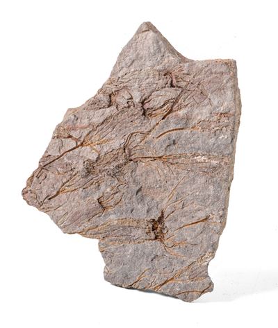 Rara Lastra con Crinoidi Fossili del Periodo Cambriano
