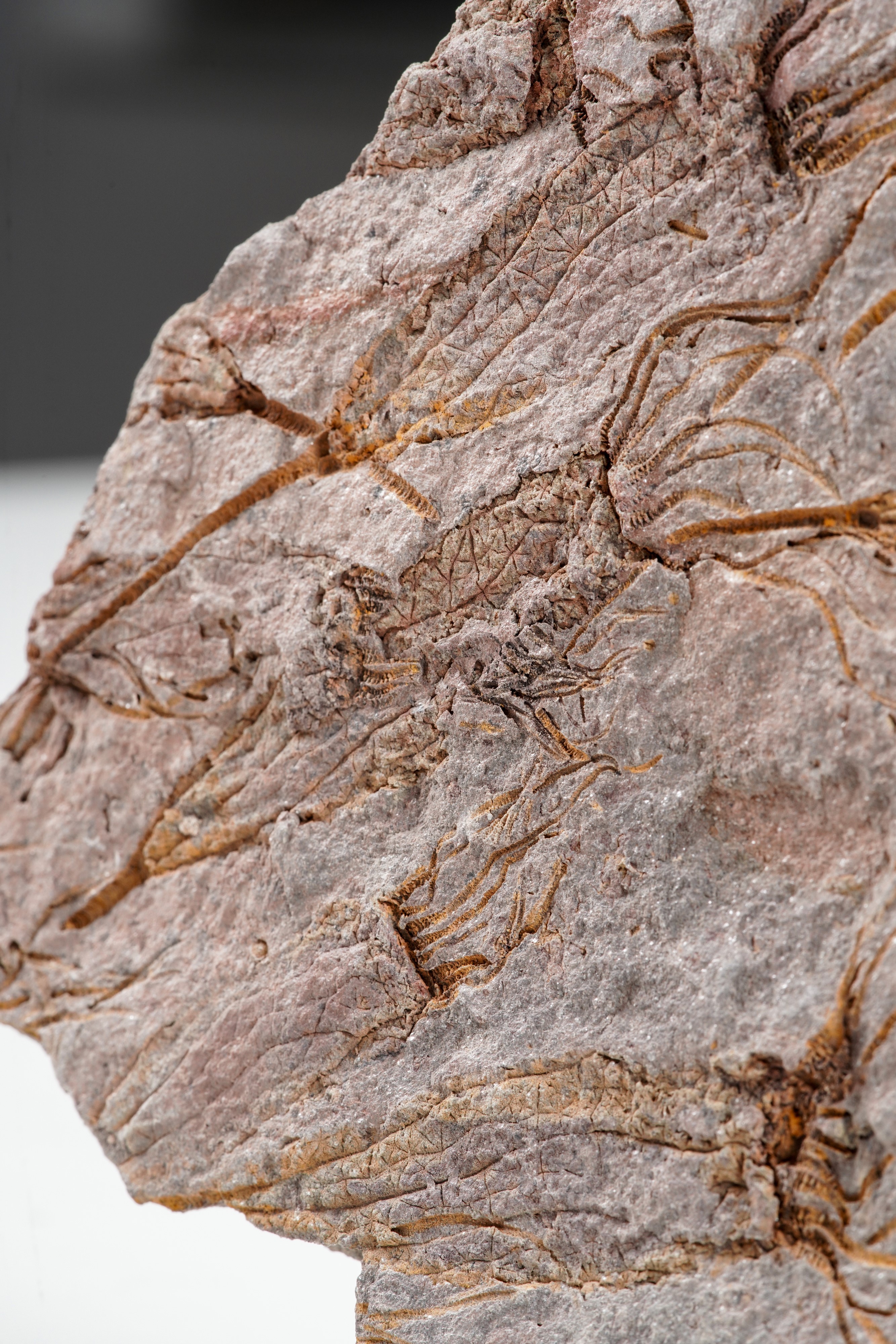 Rara Lastra con Crinoidi Fossili del Periodo Cambriano