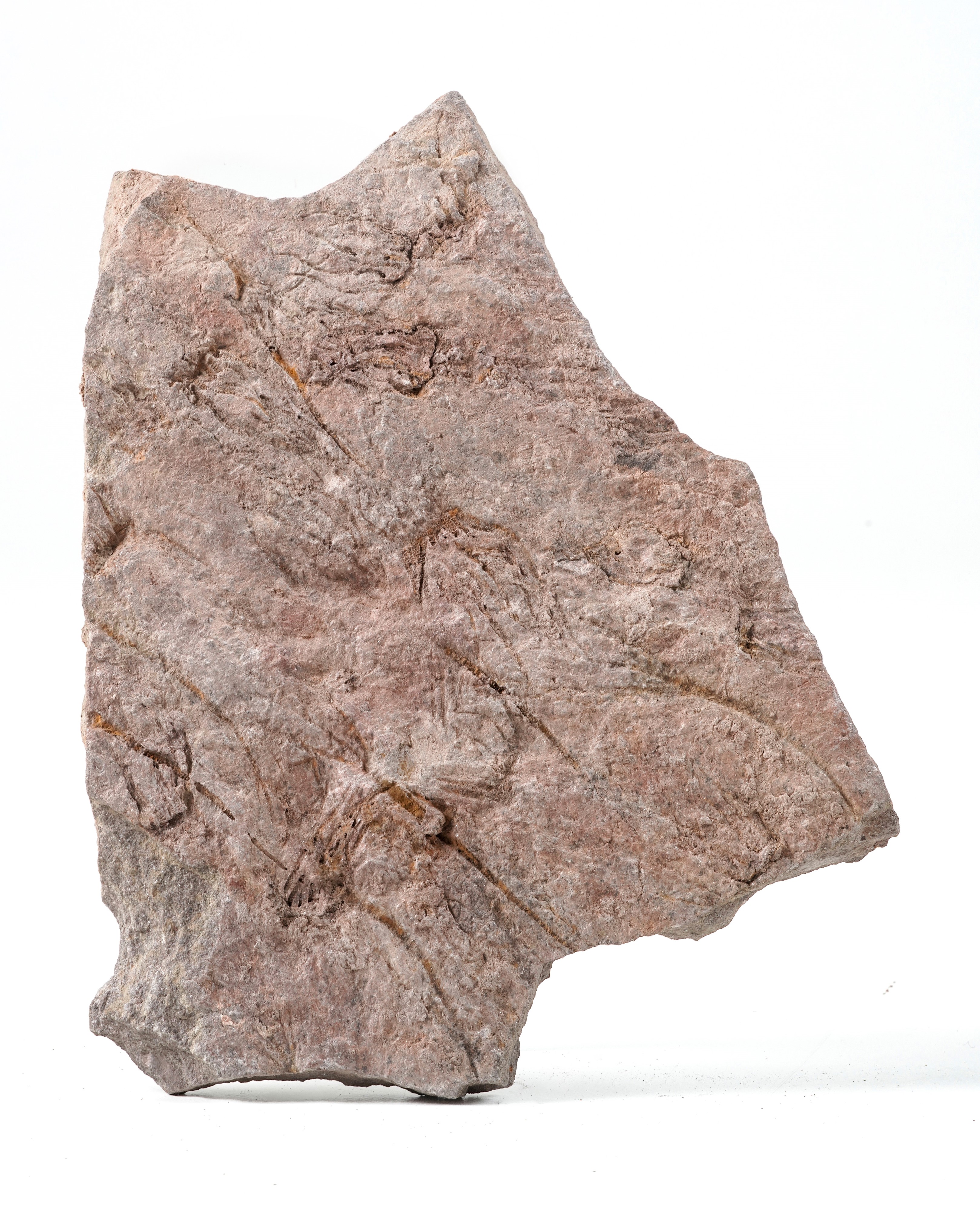 Rara Lastra con Crinoidi Fossili del Periodo Cambriano