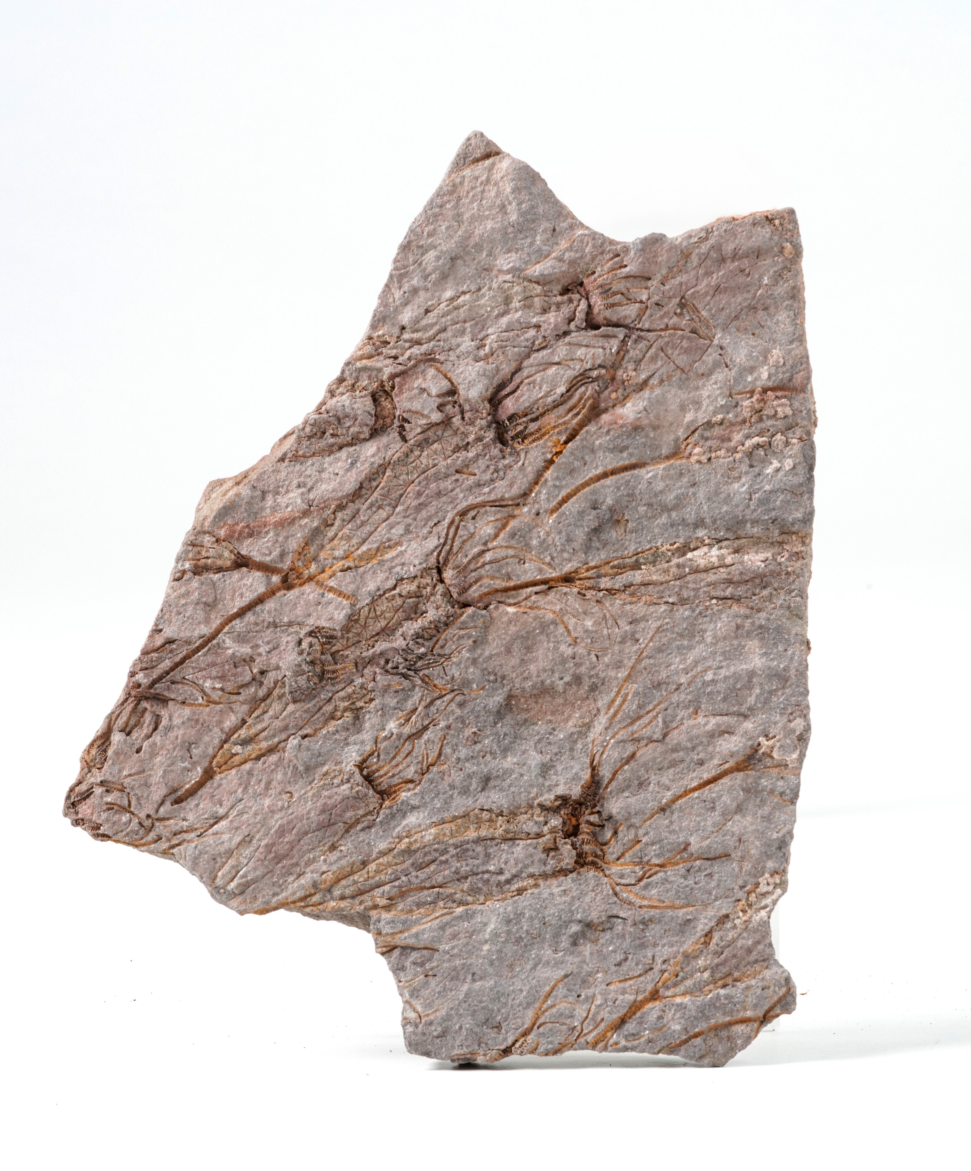 Rara Lastra con Crinoidi Fossili del Periodo Cambriano