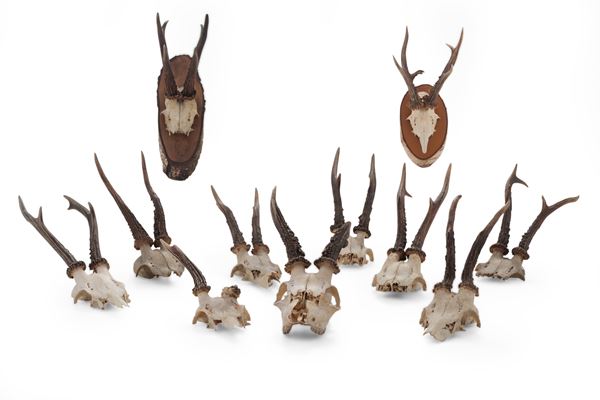 Lotto di undici trofei di caccia, presumibilmente caprioli