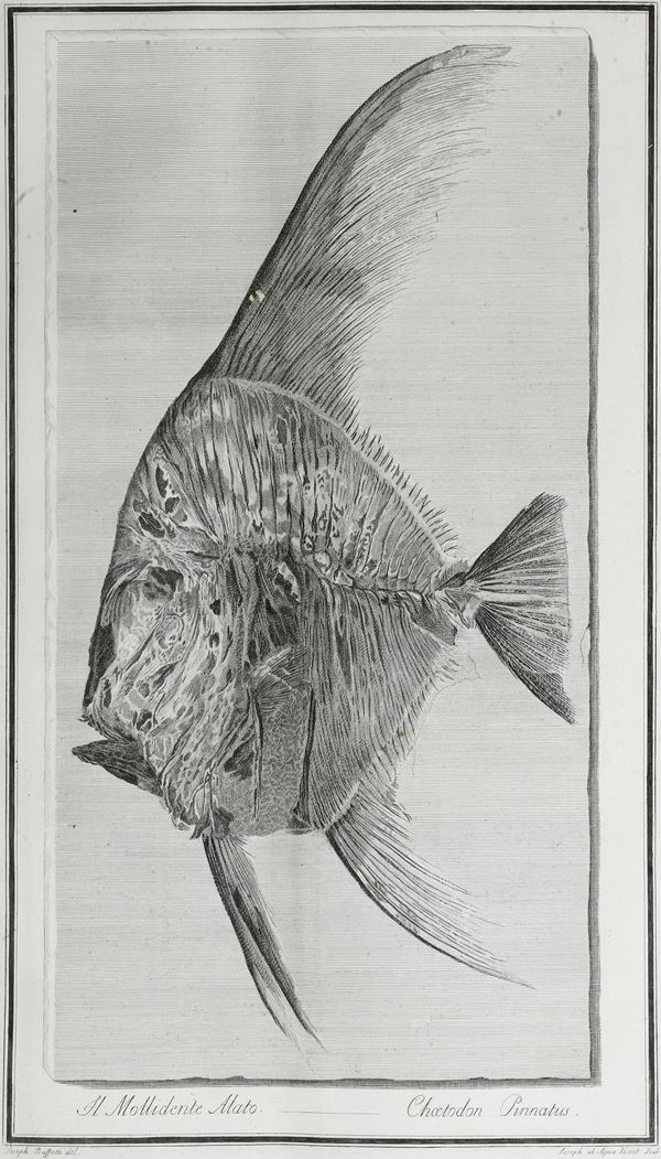 Volta Giovanni Serafino (1754-1842) Ittiologia veronese del Museo Bozziano.. Verona, dalla stamperia  [..]