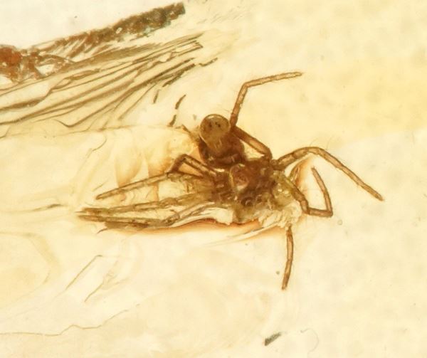 Ambra baltica Lithuania (?) con inclusione Araneae - Araneida (Ragno)