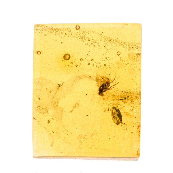 Ambra baltica Lithuania (?) con inclusione di Dolichopodidae (mosca dalle gambe lunghe)