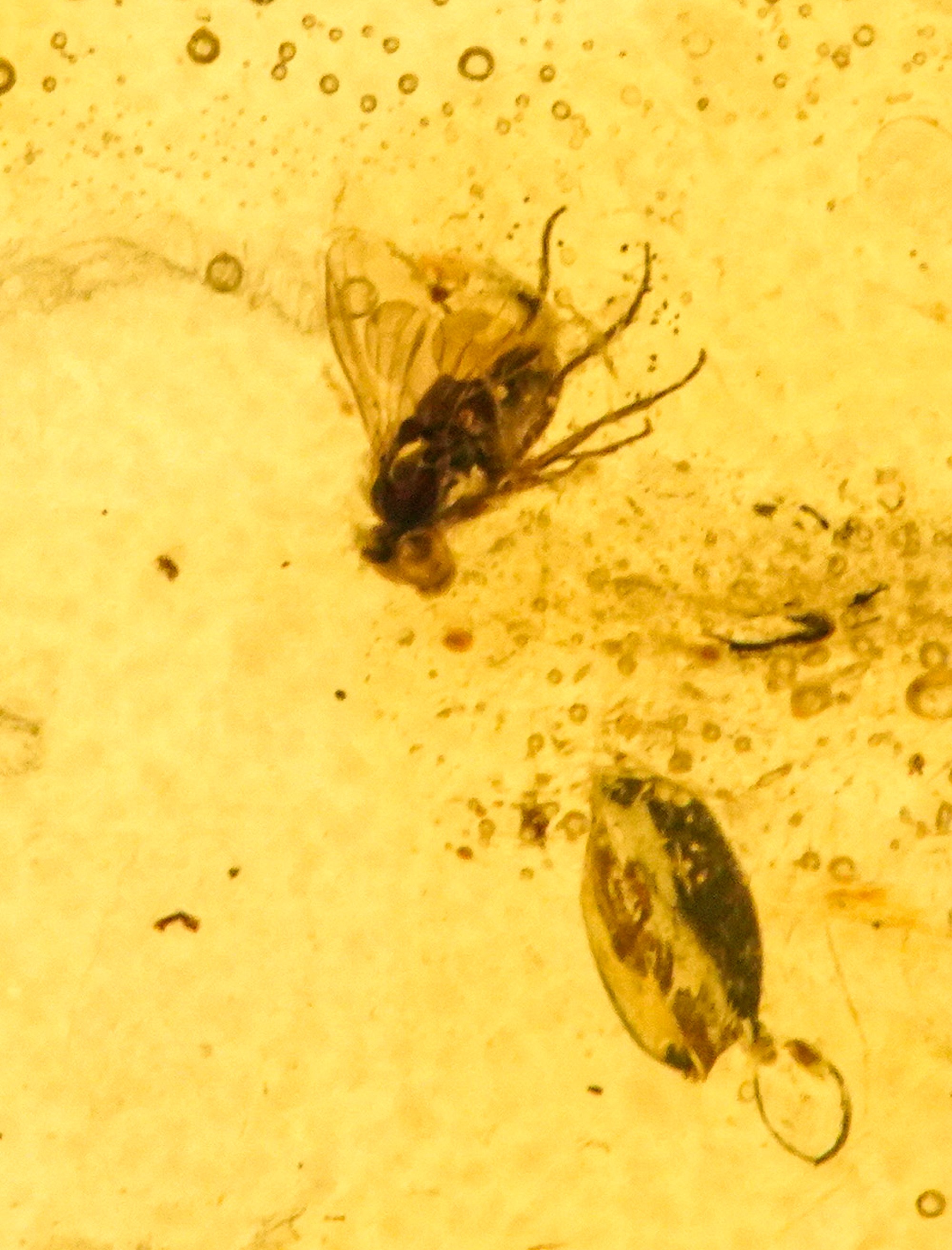Ambra Baltica Lithuania (?) con Inclusione di Dolichopodidae (mosca dalle Gambe Lunghe)