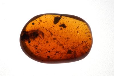 Ambra Birmana (myanmar) a Forma di Cabochon, con Inclusioni di Opiliones (ragno dalle Gambe Lungh...