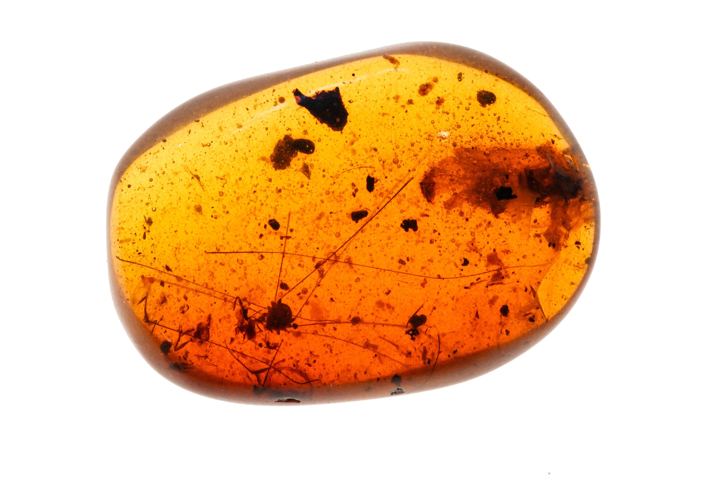 Ambra Birmana (myanmar) a Forma di Cabochon, con Inclusioni di Opiliones (ragno dalle Gambe Lungh...