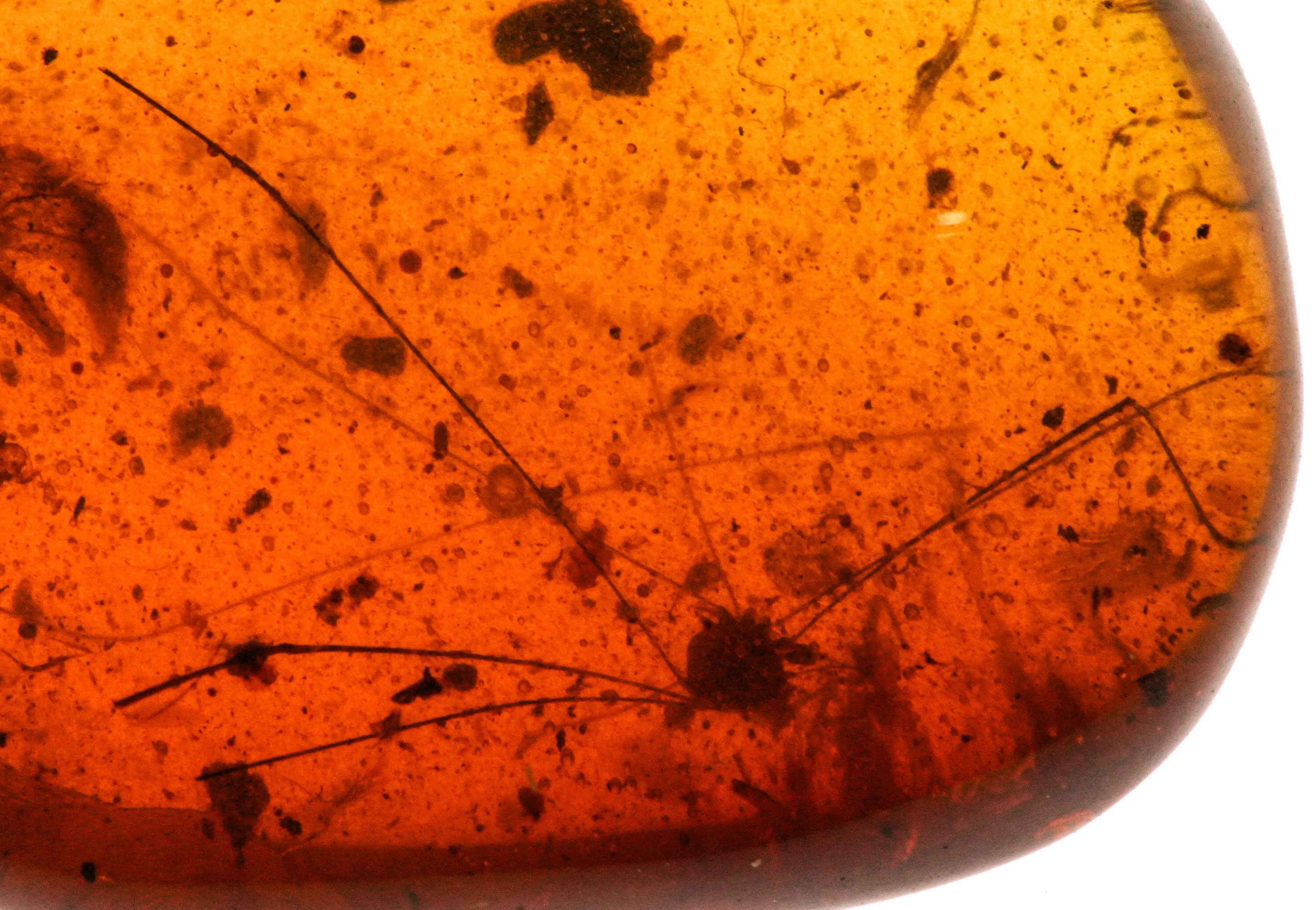 Ambra Birmana (myanmar) a Forma di Cabochon, con Inclusioni di Opiliones (ragno dalle Gambe Lungh...