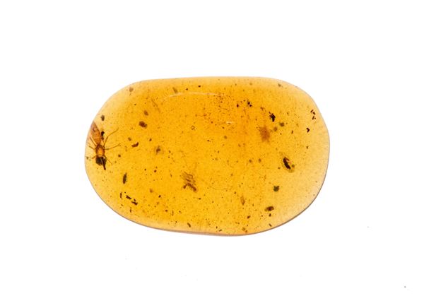 Ambra Birmana (Myanmar) a forma di cabochon, con inclusioni di Vespidae (Vespa) e altri piccoli organismi