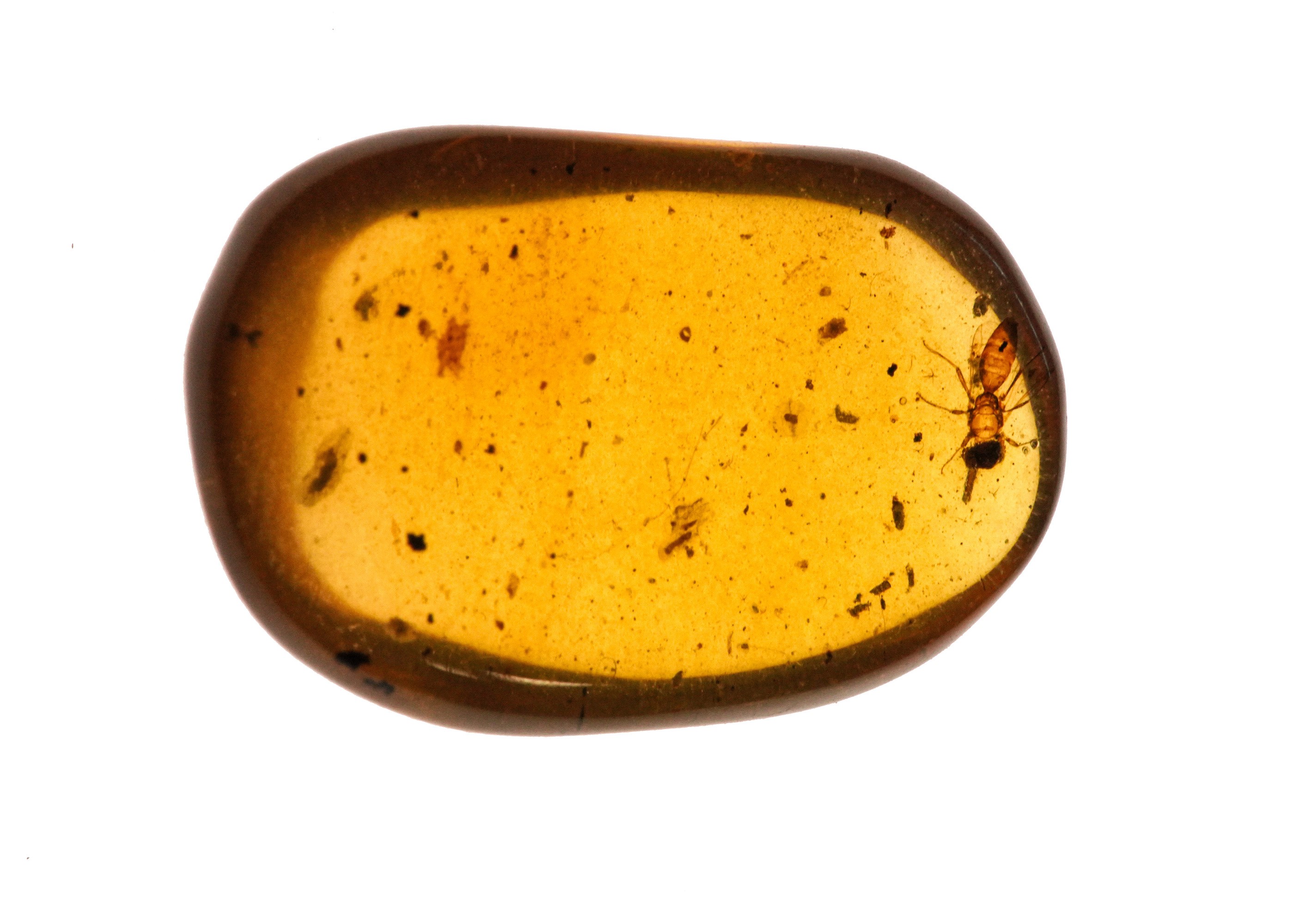 Ambra Birmana (myanmar) a Forma di Cabochon, con Inclusioni di Vespidae (vespa) e Altri Piccoli O...