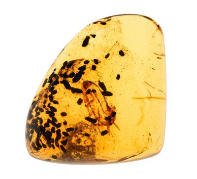 Ambra Birmana (myanmar) a Forma di Cabochon, con Inclusioni di Blattodea (scarafaggio) e Altri Pi...