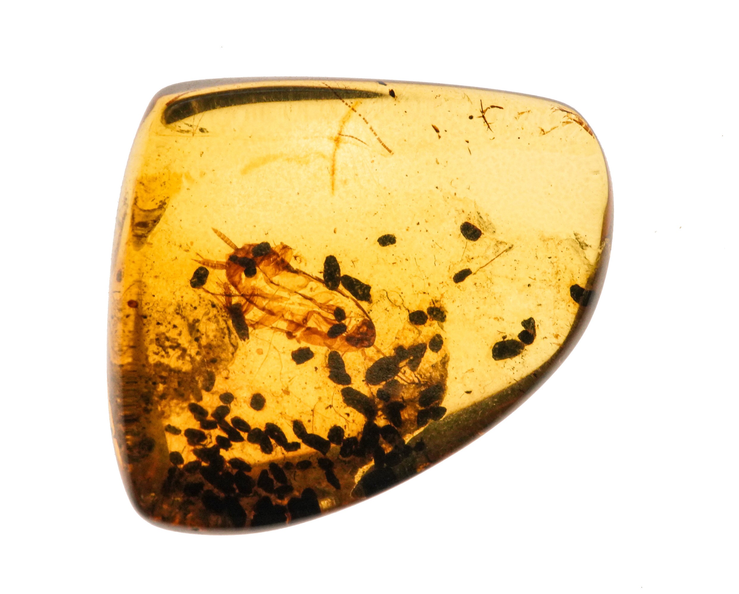 Ambra Birmana (myanmar) a Forma di Cabochon, con Inclusioni di Blattodea (scarafaggio) e Altri Pi...