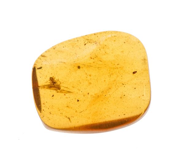 Ambra baltica Lithuania (?) con inclusione Araneae - Araneida (Ragno)