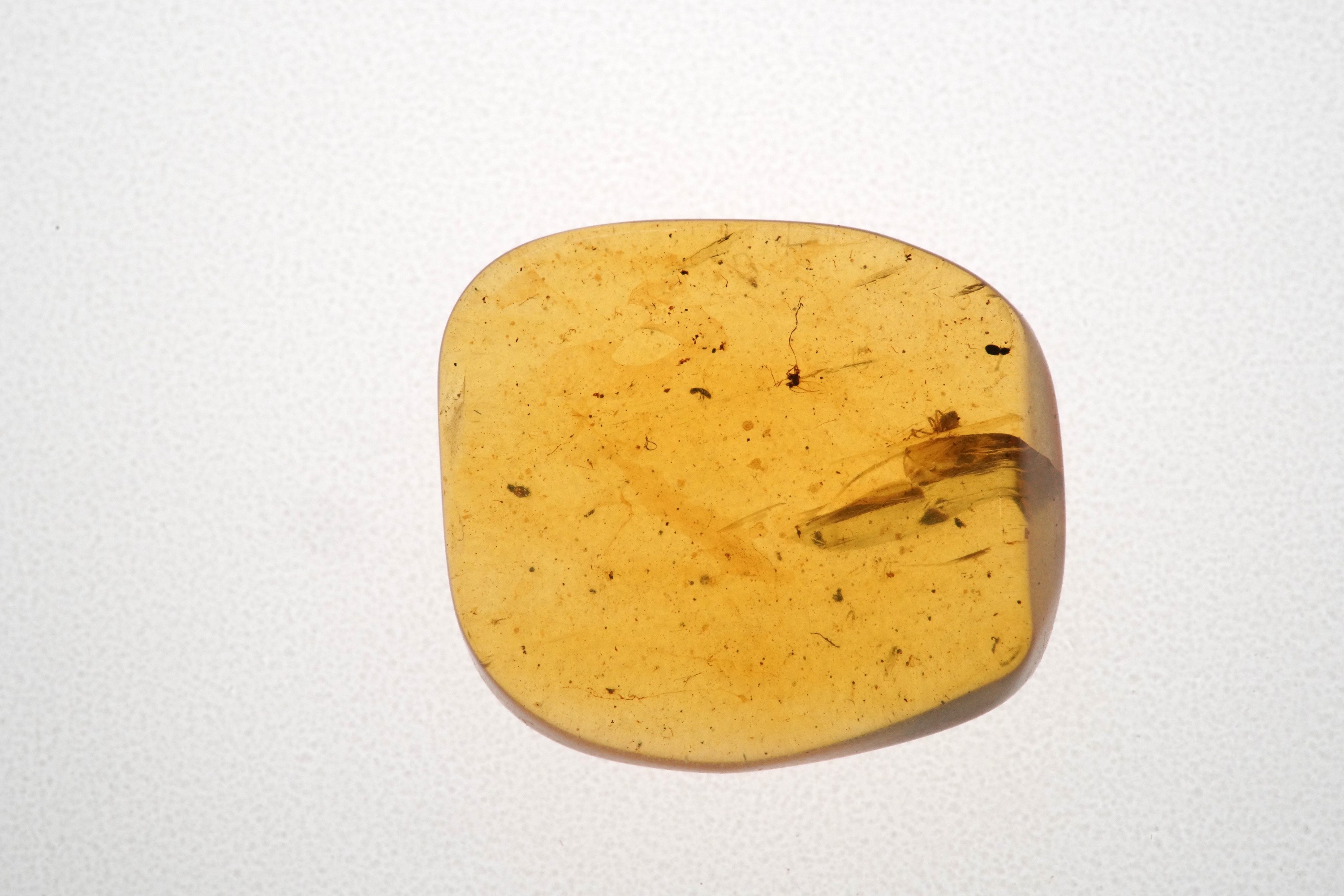 Ambra Baltica Lithuania (?) con Inclusione Araneae - Araneida (ragno)