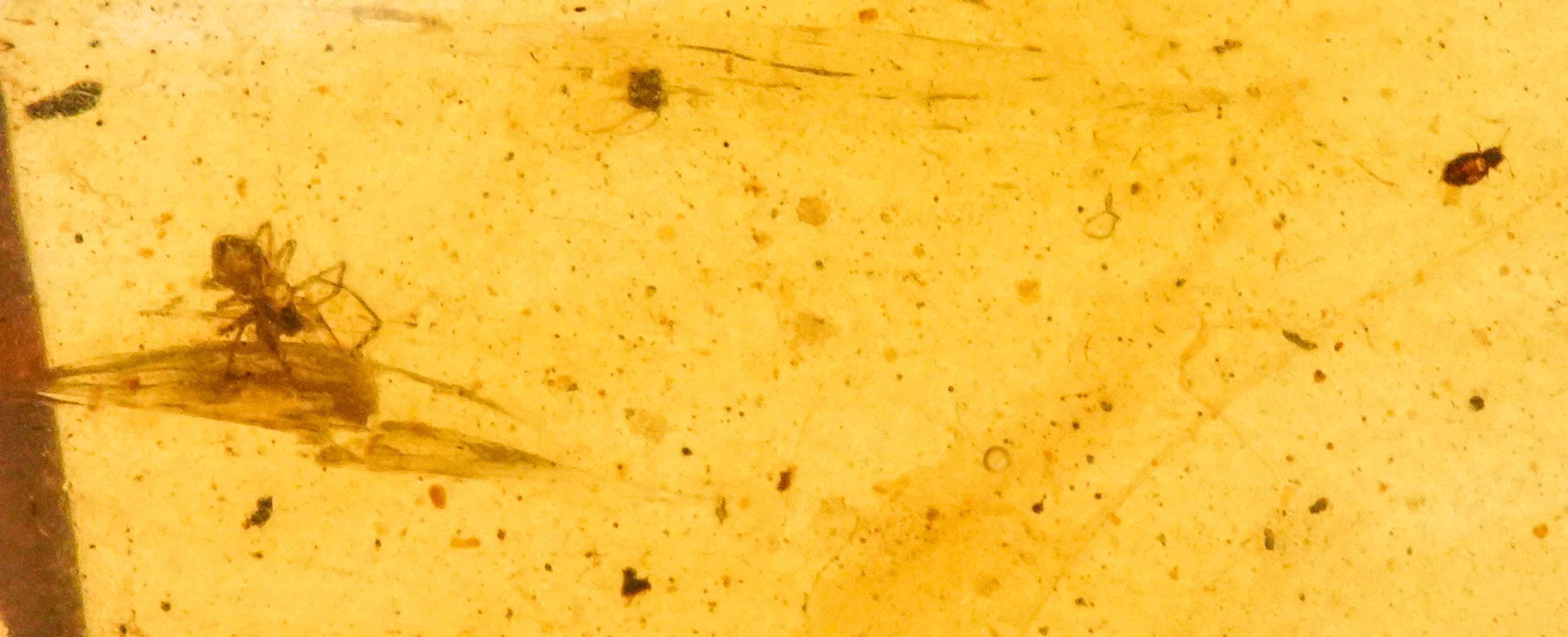 Ambra Baltica Lithuania (?) con Inclusione Araneae - Araneida (ragno)