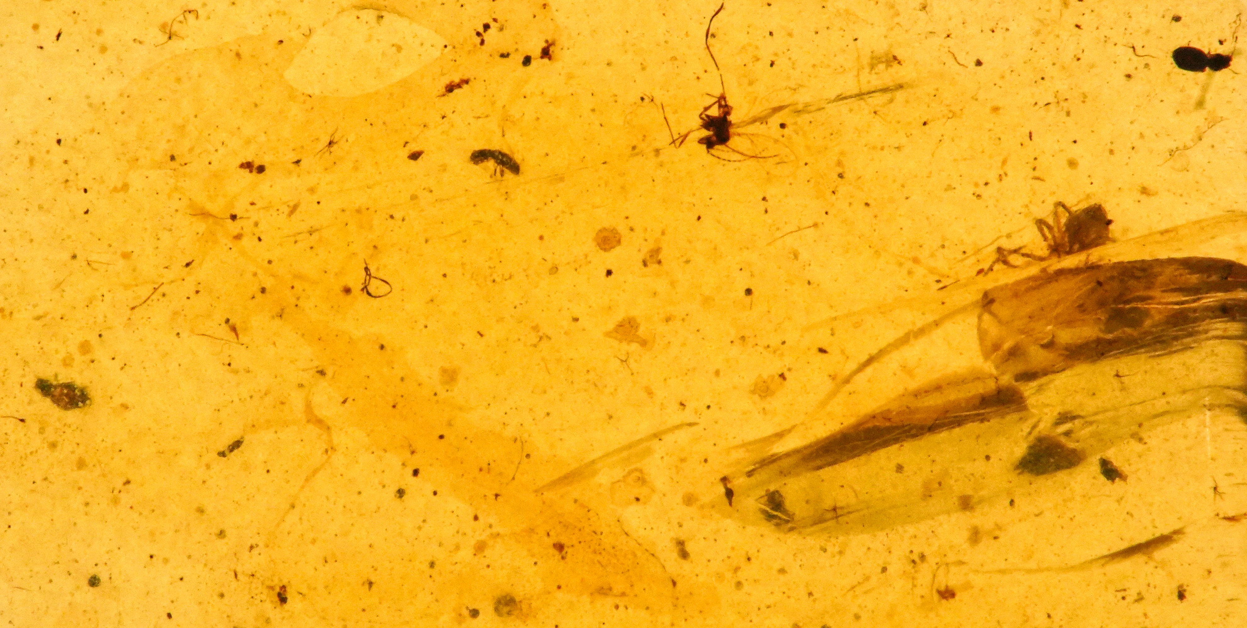 Ambra Baltica Lithuania (?) con Inclusione Araneae - Araneida (ragno)