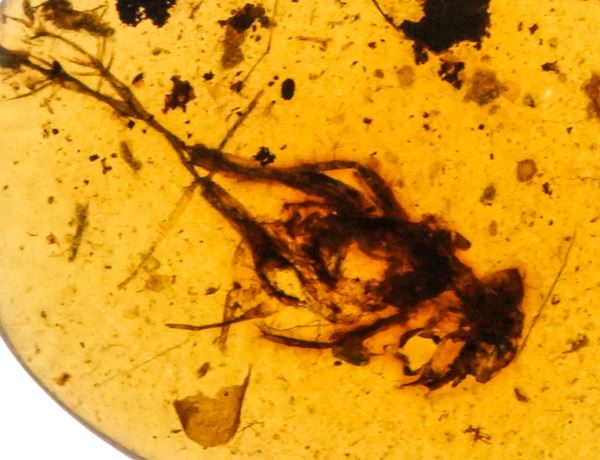Ambra Birmana (Myanmar), con inclusioni di Fulgoroidea (insetti dell'ordine dei Rincoti Omotteri) e altri piccoli organismi