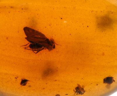 Tre Pezzi di Ambra Birmana (myanmar), Due con Inclusioni di Nematocera (moscerino) e uno con Incl...