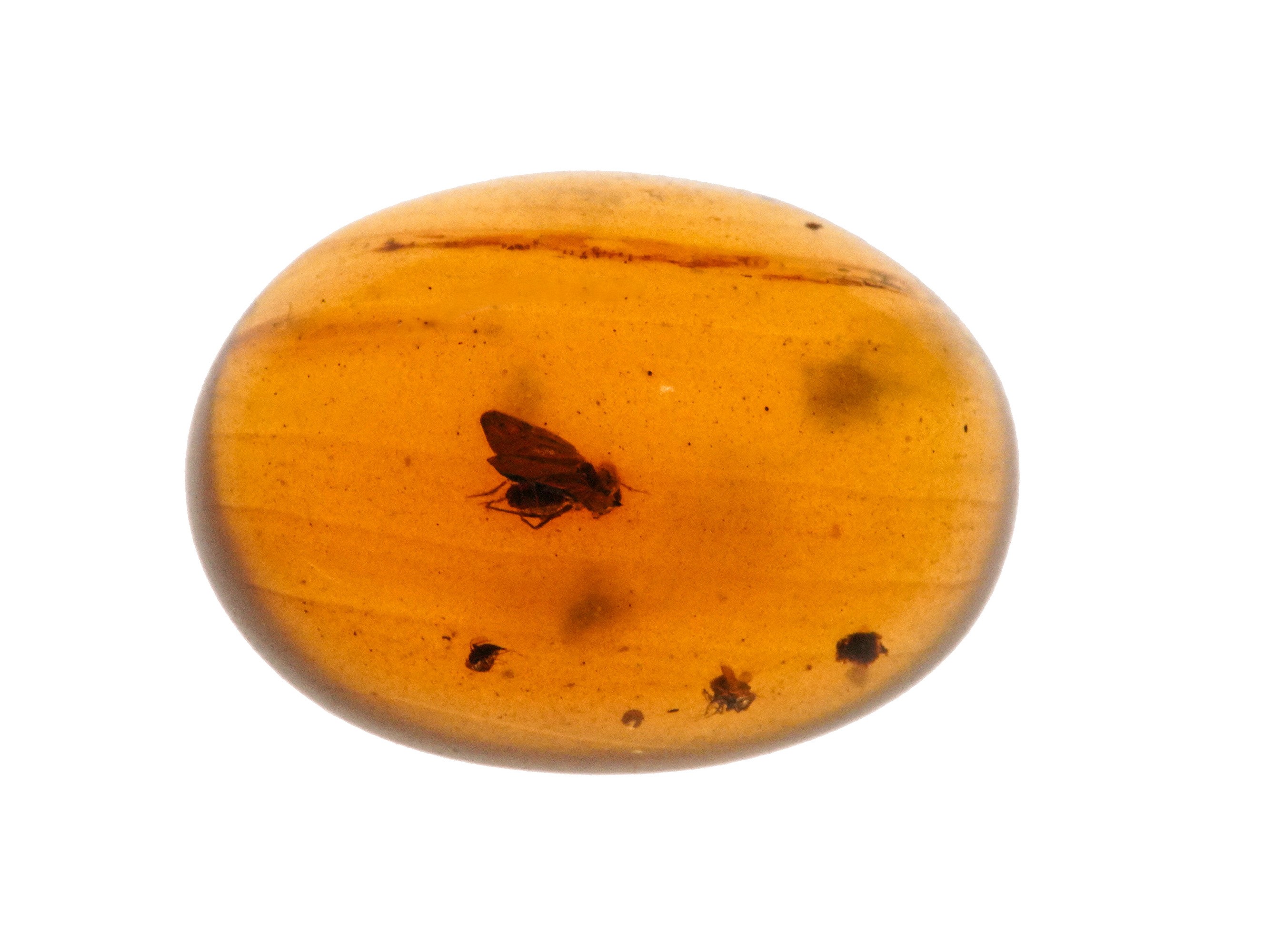 Tre Pezzi di Ambra Birmana (myanmar), Due con Inclusioni di Nematocera (moscerino) e uno con Incl...