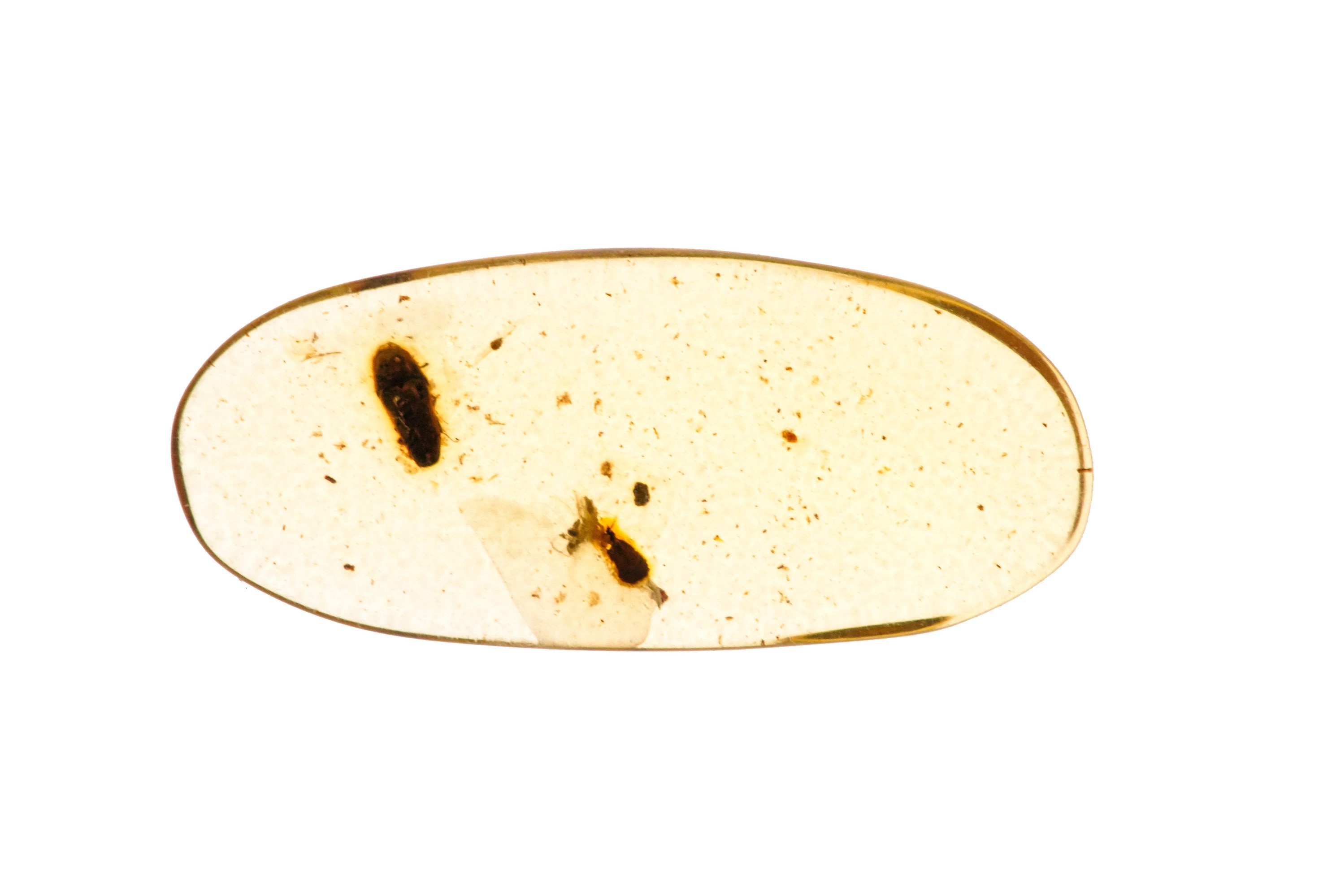 Tre Pezzi di Ambra Birmana (myanmar), Due con Inclusioni di Nematocera (moscerino) e uno con Incl...