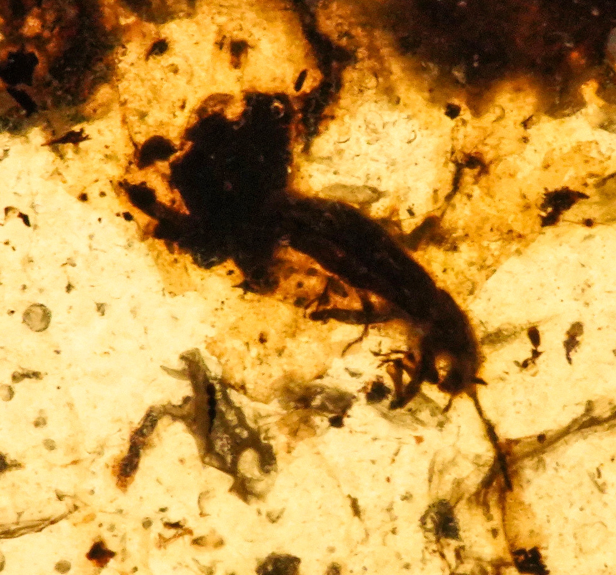 Tre Pezzi di Ambra Birmana (myanmar), Due con Inclusioni di Nematocera (moscerino) e uno con Incl...