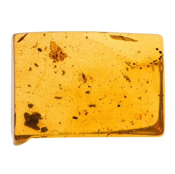 Due pezzi di ambra Birmana (Myanmar), con inclusioni di due Culicidae (Zanzare) e uno con inclusioni di Nematocera (moscerino)