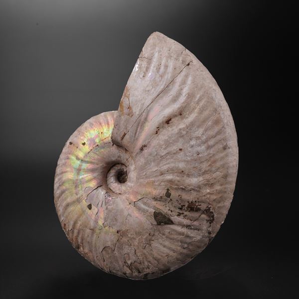 Impressionante Ammonite irridescente. Aioloceras (Cleoniceras) Cretacico 143-66 milioni di anni