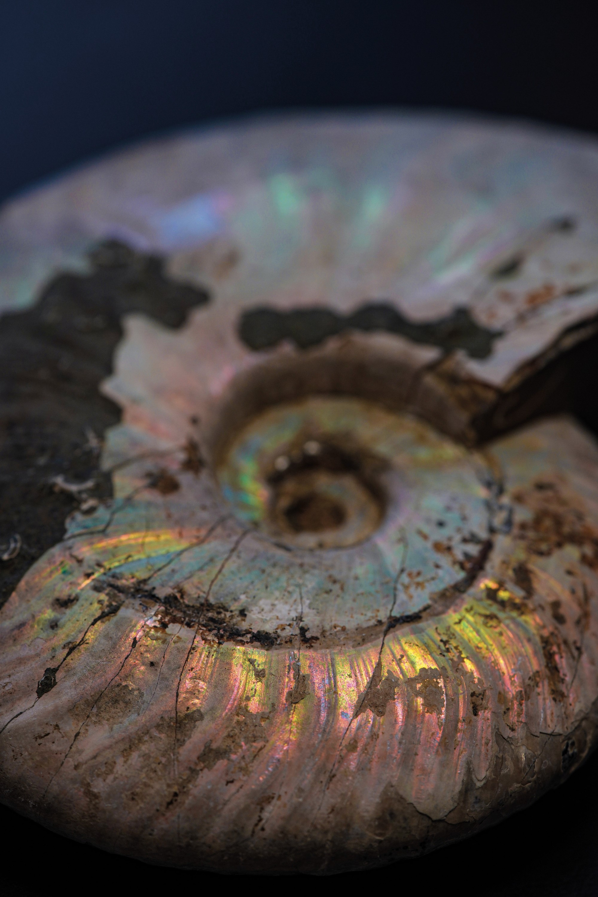 Impressionante Ammonite Irridescente. Aioloceras (cleoniceras)cretacico 143-66 Milioni di Anni