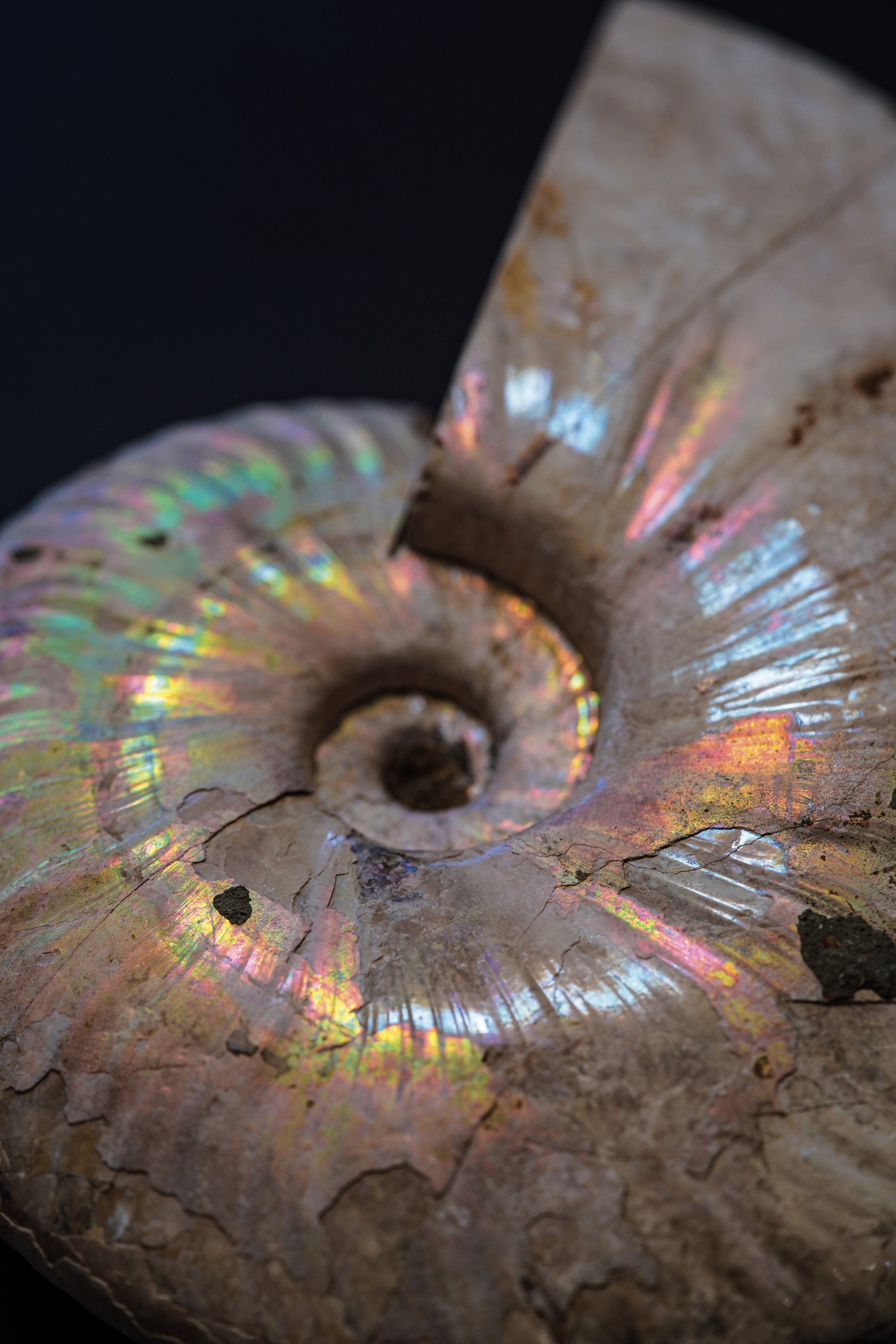 Impressionante Ammonite Irridescente. Aioloceras (cleoniceras)cretacico 143-66 Milioni di Anni