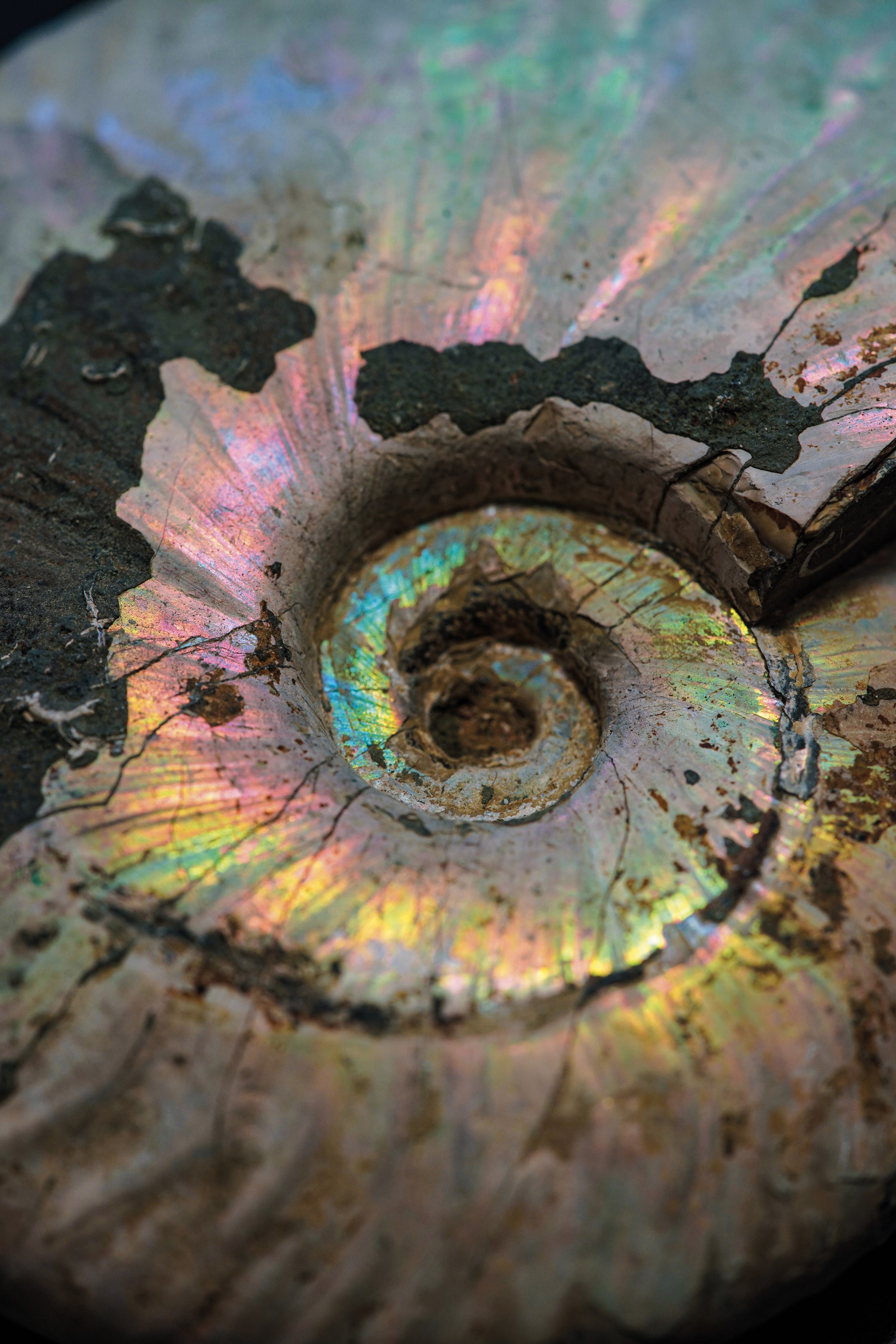 Impressionante Ammonite Irridescente. Aioloceras (cleoniceras)cretacico 143-66 Milioni di Anni