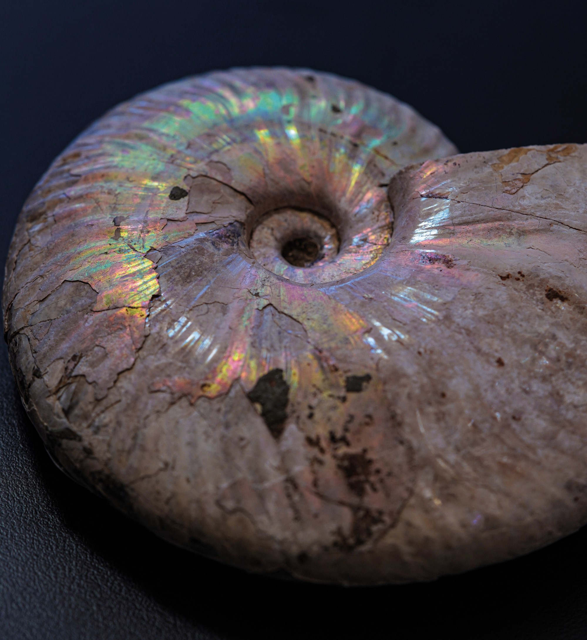 Impressionante Ammonite Irridescente. Aioloceras (cleoniceras)cretacico 143-66 Milioni di Anni