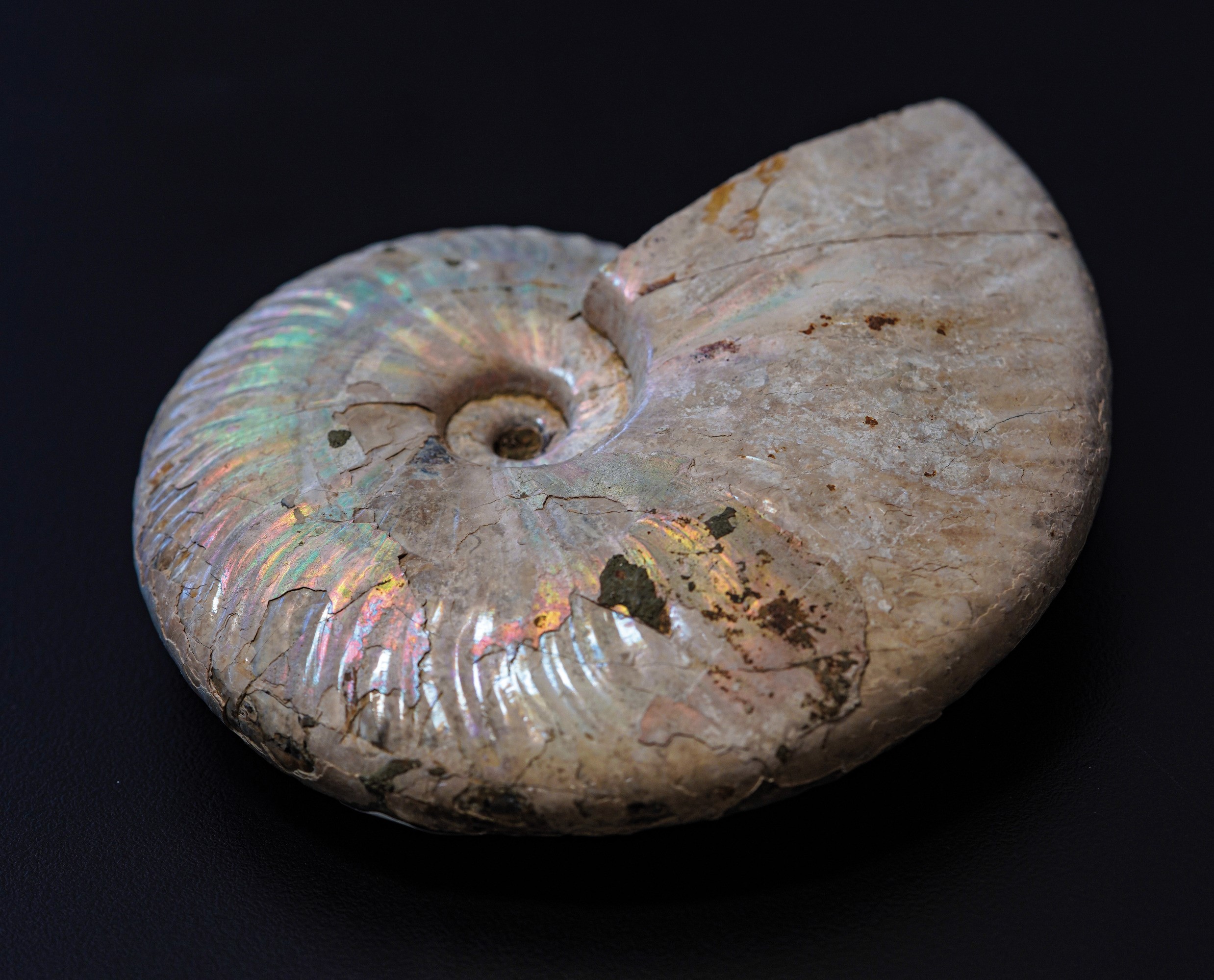 Impressionante Ammonite Irridescente. Aioloceras (cleoniceras)cretacico 143-66 Milioni di Anni