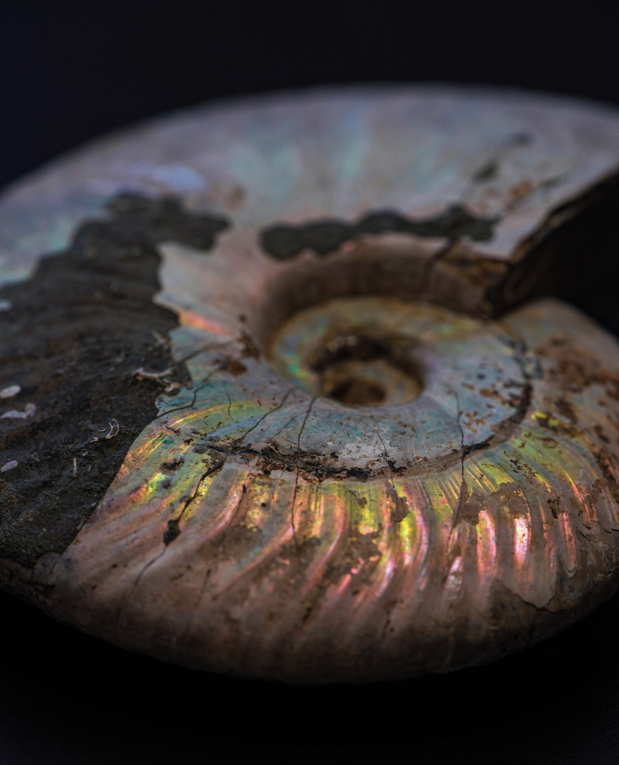 Impressionante Ammonite Irridescente. Aioloceras (cleoniceras)cretacico 143-66 Milioni di Anni