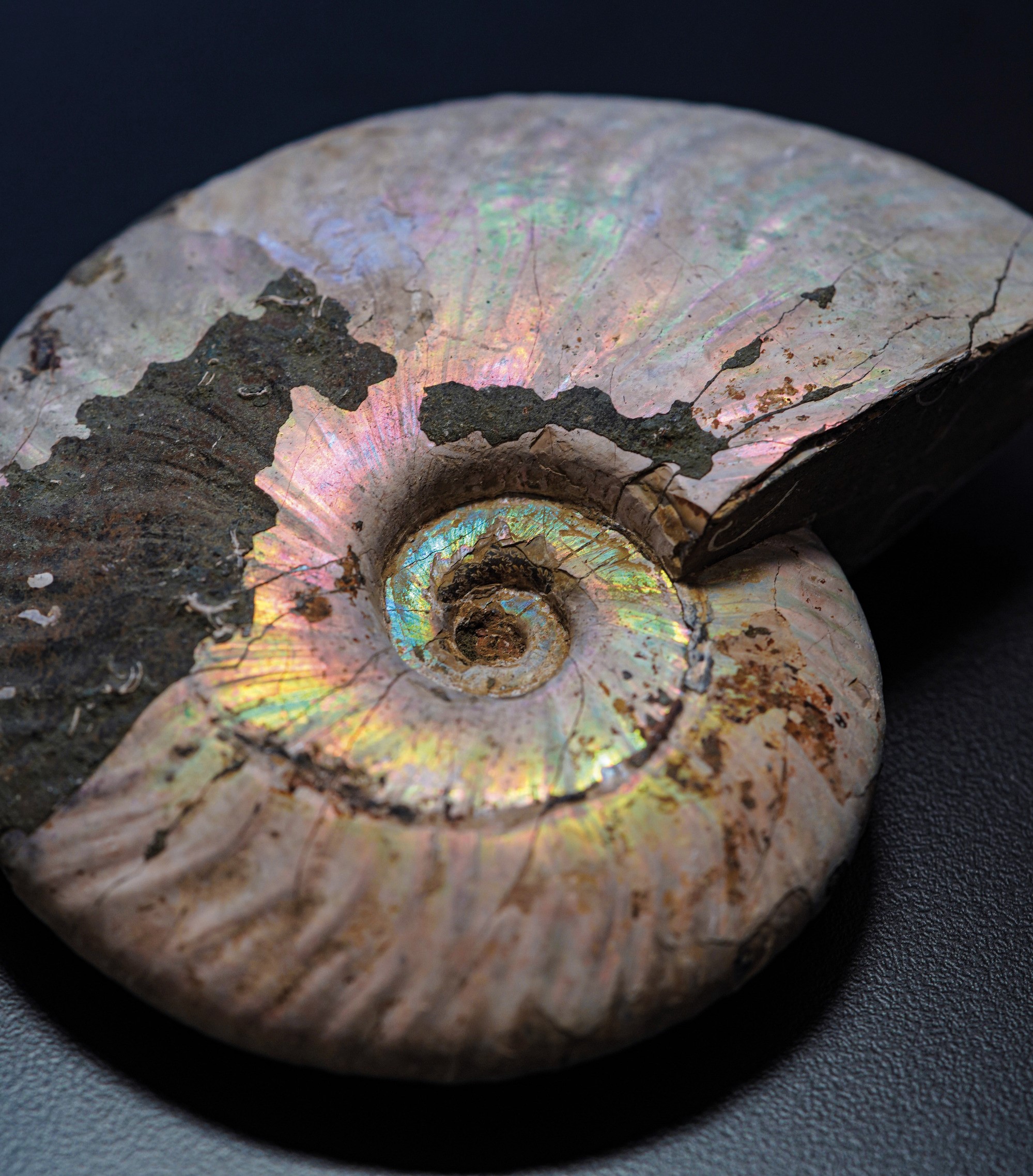 Impressionante Ammonite Irridescente. Aioloceras (cleoniceras)cretacico 143-66 Milioni di Anni